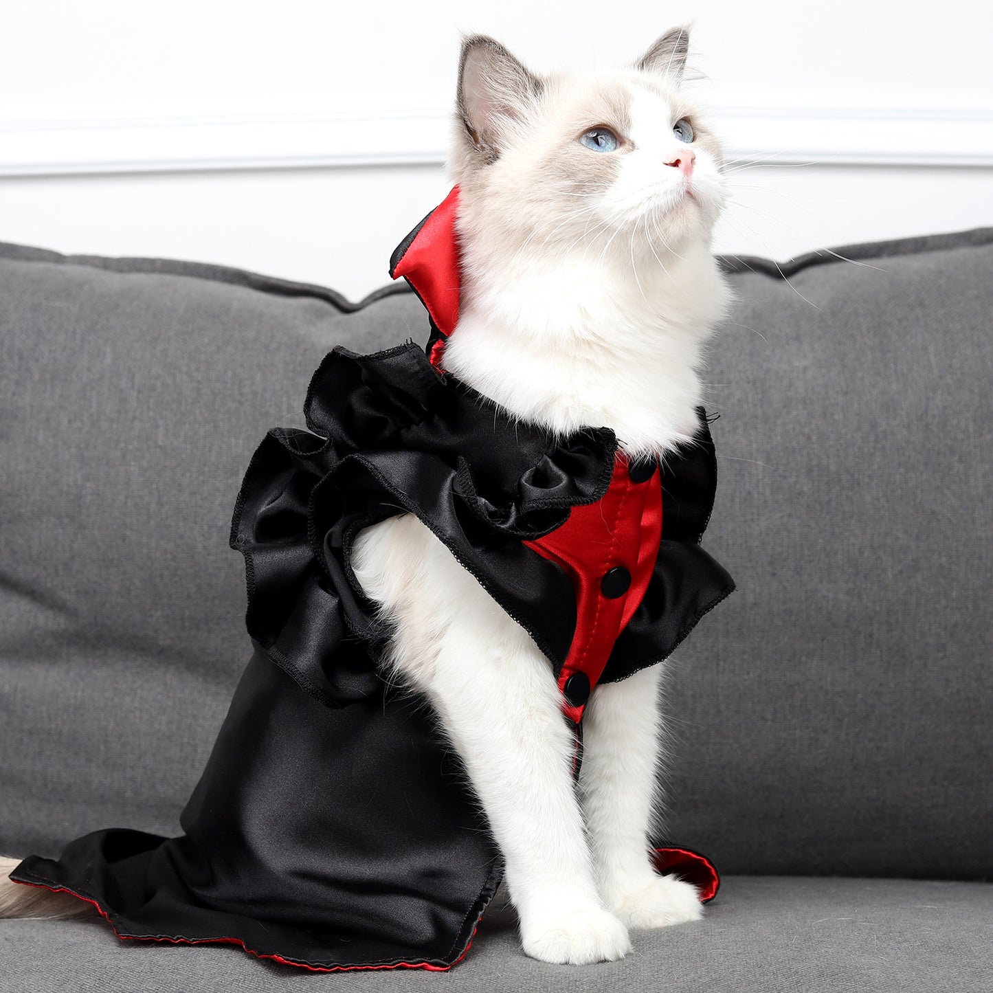 Cat Halloween Vampire costume.